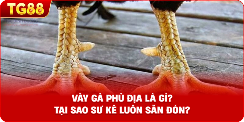 Vảy gà phủ địa là gì? Tại sao sư kê luôn săn đón?